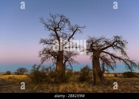 Farben vor Sonnenaufgang auf der Kukonje-Insel Stockfoto