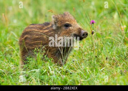 Wunderschönes Wildschwein-Ferkel, das im Frühjahr mit einer Schnauze auf der Wiese mit grünem Gras schnüffelt Stockfoto