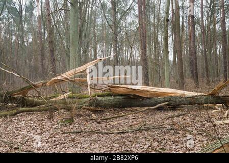 Alte abgefallene Eiche im Herbstwald Stockfoto