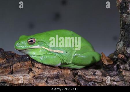 Green Tree Frog Stockfoto