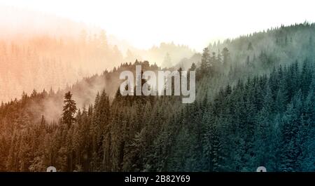 Grüner Bergwald im Nebel. Immergrüne Fichten und Kiefern an den hängen. Naturgemälde. Stockfoto