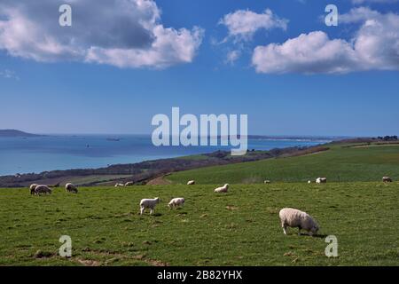 Schafe über der Ringstead Bay mit Weymouth und der Insel Portland in der Ferne. Dorset, England. Stockfoto