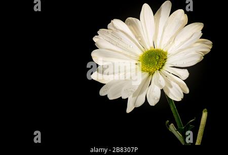 Weiße Gänseblümchen isoliert und einzeln mit dunkelschwarzem Hintergrund Stockfoto