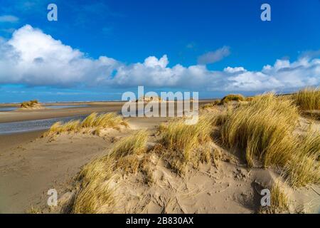 Dünenlandschaft, Sanddünen, Dünengras im Westen von Borkum, Insel, Frisia, Winter, Saison, Herbst, Niedersachsen, Deutschland, Stockfoto