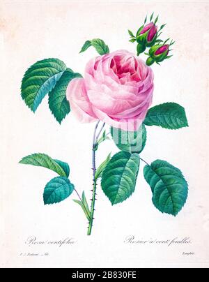 Handbemalte Gravurgravur aus dem 19. Jahrhundert illustriert eine rosafarbene Provence Rose, Kohlrose, Rose von einhundert Petalen. Rosa centifolia. Von Pierre-Joseph Redoute. Herausgegeben in Choix des Plus Belles Fleurs, Paris (186). Von Redouté, Pierre Joseph, 1759-1840.; Chapuis, Jean Baptiste.; Ernest Panckoucke.; Langois, Dr.; Bessin, R.; Victor, fl. CA. 1820-1850. Stockfoto