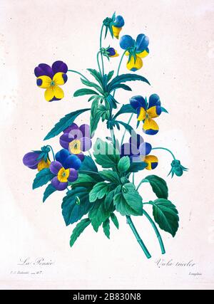 Handgemalte Gravurgravur aus dem 19. Jahrhundert illustriert die Leichtigkeit von Wild Pansy Heart, die Liebe in der Lieblichkeit (Viola tricolor), die Blume von Pierre-Joseph Redoute. Herausgegeben in Choix des Plus Belles Fleurs, Paris (186). Von Redouté, Pierre Joseph, 1759-1840.; Chapuis, Jean Baptiste.; Ernest Panckoucke.; Langois, Dr.; Bessin, R.; Victor, fl. CA. 1820-1850. Stockfoto