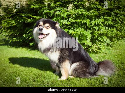 Ein Hund, Haustier sitzen auf dem Gras, Rasen. Büsche im Hintergrund. Nahaufnahme, Makro auf einem finnischen Lapphund. Warten Sie auf einen Befehl. Stockfoto