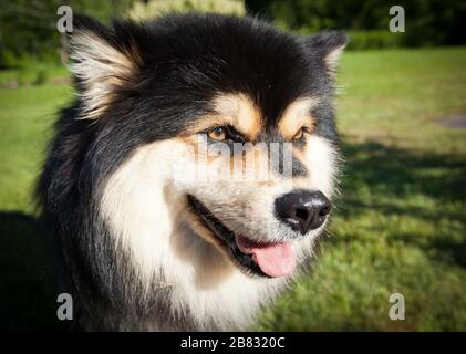 Ein Hund, Haustier sitzen auf dem Gras, Rasen. Büsche im Hintergrund. Nahaufnahme, Makro auf einem finnischen Lapphund. Warten Sie auf einen Befehl. Stockfoto