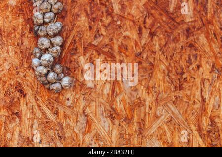 Knoblauchfigtail auf Holzhintergrund in der Ecke hängen Stockfoto