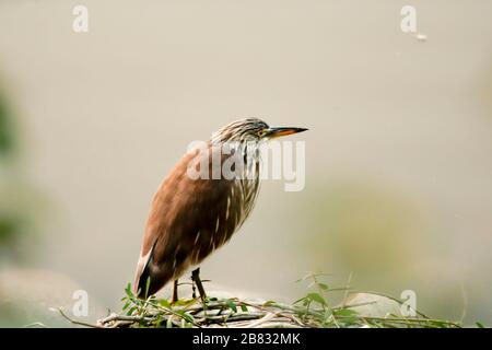 Streifender Reihervogel, der an der Seeseite sitzt Stockfoto