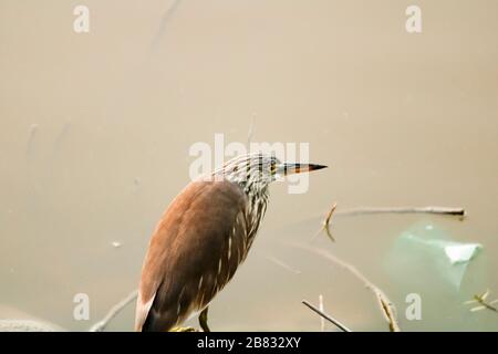 Gestreifter Reihervogel, der am See sitzend am Sidestriated Reihervogel an der Seeseite sitzt Stockfoto
