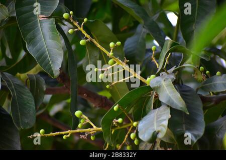 Blumen und Knospen von Mangifera indica, im Allgemeinen als Mango mit grünen Blättern bekannt Stockfoto