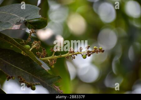 Blumen und Knospen von Mangifera indica, im Allgemeinen als Mango mit grünen Blättern bekannt Stockfoto