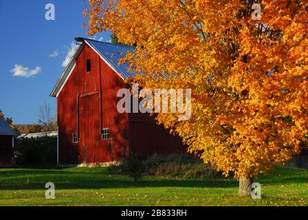 Rote Scheune umgeben von gelben Herbstblättern in New England Stockfoto