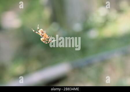 Spinne, die an einem Kopfsteinpflaster mit verschwommenem Hintergrund hängt. Stockfoto