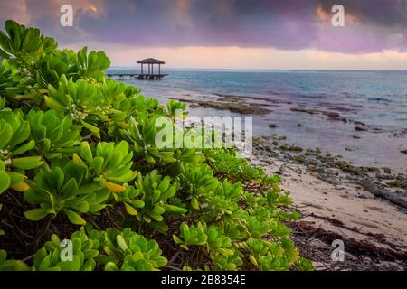 Grüner Busch am Strand bei Sonnenaufgang mit Hütte, Grand Cayman Island Stockfoto