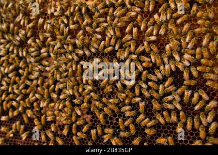 Nahaufnahme von Bienen auf Wabe in Apiary. Stockfoto