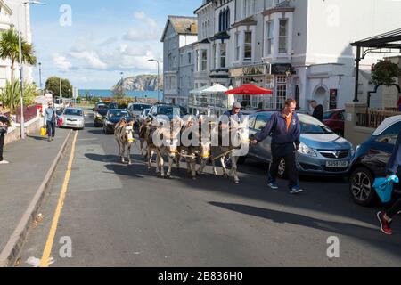 Esel, die nach einem Tag am Strand, Llandudno, Wales, Großbritannien, bei Spaziergängen in der Kirche nach Hause gebracht werden Stockfoto