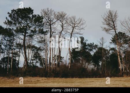 Ein kleiner Flecken Wald in der Nähe eines landwirtschaftlichen Feldes, in Saint-Martin-de-Hinx, einer Gemeinde im französischen Département Landes, Region Nouvelle-Aquitaine. Stockfoto