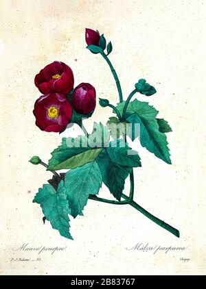 Handgemalte Gravurgravur aus dem 19. Jahrhundert illustriert eine purpurfarbene Mauve pourpre Malva Purpurea Blume von Pierre-Joseph Redoute. Herausgegeben in Choix des Plus Belles Fleurs, Paris (186). Von Redouté, Pierre Joseph, 1759-1840.; Chapuis, Jean Baptiste.; Ernest Panckoucke.; Langois, Dr.; Bessin, R.; Victor, fl. CA. 1820-1850. Stockfoto