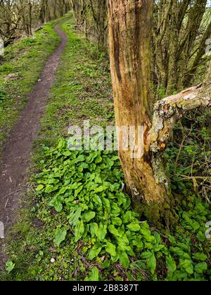 Mystische und uralte Grim, Graben, 7000 Jahre alter Weg und Erdarbeiten, Teil des Ridgeway, NR Nufield, Oxfordshire, England, Großbritannien, GB. Stockfoto