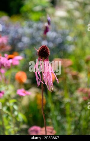 Echinacea pallida, blasslila Koneblume, Koneblumen, Blume, Blumen, Pflanzenporträts, Stauden, gemischter Rand, gemischte Pflanzkombination, RM-Blumenmuster Stockfoto