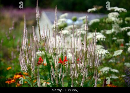 crocosmia luzifer, Veronicastrum virginicum, Culvers Wurzel, weiße Blumenspitze, Blumen, Blüte, Stiele, RM Floral Stockfoto