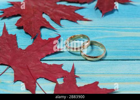Zwei goldene Hochzeitsringe liegen auf einem blauen Holztisch. Rote Ahorn-Herbstblätter. Hochzeitskarte Stockfoto