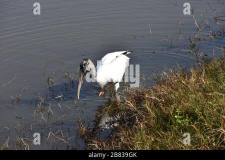 Wood Stork (Mycteria anericana) in Bradenton, Florida - ein großer kahlköpfiger langbeinige Watvogel Stockfoto