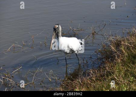 Wood Stork (Mycteria anericana) in Bradenton, Florida - ein großer kahlköpfiger langbeinige Watvogel Stockfoto