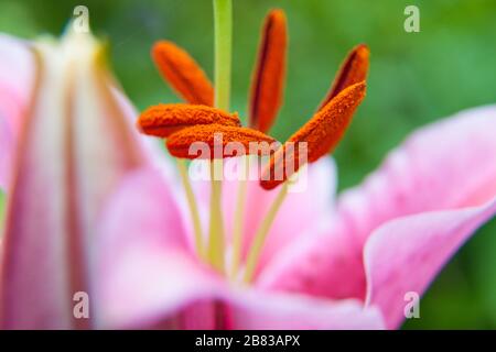 Lilie Nahaufnahme mit Staubgefäßen voller Pollen Stockfoto