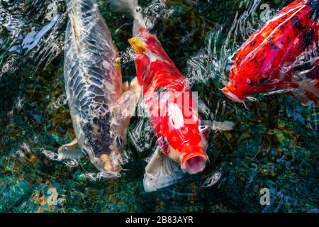 Malé, Malediven - 27. Dezember 2019 - der Atem eines Fisches Stockfoto