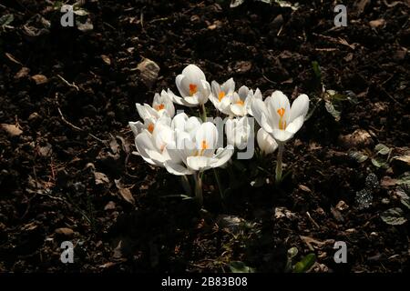 Gruppe weißer Krokus blüht im Frühjahr Stockfoto