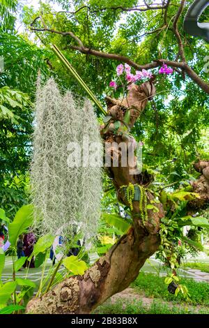 Malé, Malediven - 27. Dezember 2019 - hervorragende Pflanzenzusammensetzung Stockfoto