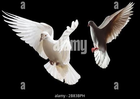 Zwei weiße Tauben fliegen auf schwarzem Hintergrund Stockfoto