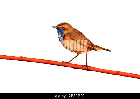 Schöne Vogelwanderungen auf einem Zweig isoliert auf weiß Stockfoto