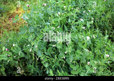 Schöne Nahaufnahme von grünen frischen Erbsen und Erbsen. Gesundes Essen, das auf dem Feld wächst. Sonniger Tag Stockfoto