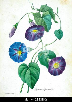 Handgemalte Gravurgravur aus dem 19. Jahrhundert illustriert Ipomoea quamoclit (Cypress Vine, Cypressvine Morning Glory, Cardinal Creeper, Cardinal Vine, Star Glory oder Kolibris Vine) Blumen von Pierre-Joseph Redoute. Herausgegeben in Choix des Plus Belles Fleurs, Paris (186). Von Redouté, Pierre Joseph, 1759-1840.; Chapuis, Jean Baptiste.; Ernest Panckoucke.; Langois, Dr.; Bessin, R.; Victor, fl. CA. 1820-1850. Stockfoto