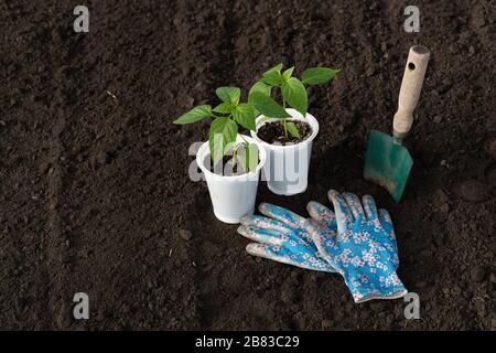 Auf dem Boden stehen zwei Pfefferlinge in weißer Brille, die für die Anpflanzung von Pflanzen vorbereitet sind. Gartensaft und Handschuhe. Frühlingsarbeiten zum Anpflanzen von Gemüse Stockfoto