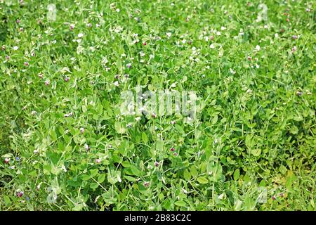 Selektiver Fokus auf frischen Bright Green pea Pods auf einer Erbse Pflanzen in einem Garten. Wachsende Erbsen im Freien und verschwommenen Hintergrund. Stockfoto