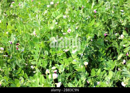 Nahaufnahme von reifen Schoten mit Gartenkelsen kurz vor der Ernte. In der Sommersaison ist es sonnig. Stockfoto