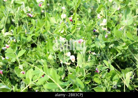 Frische schöne Erbsen auf dem Feld Stockfoto