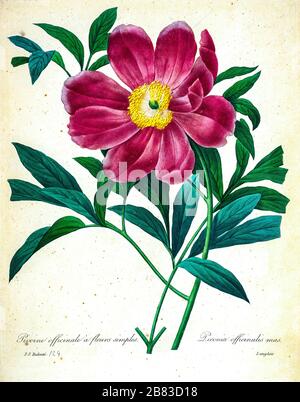 Handbemalte Gravurgravur aus dem 19. Jahrhundert illustriert eine Paeonia officinalis, die gemeine Pfingstrose oder Gartenkraut, ist eine in Frankreich, der Schweiz und Italien heimische Blumenart in der Familie Paeoniaceae. Von Pierre-Joseph Redoute. Herausgegeben in Choix des Plus Belles Fleurs, Paris (186). Von Redouté, Pierre Joseph, 1759-1840.; Chapuis, Jean Baptiste.; Ernest Panckoucke.; Langois, Dr.; Bessin, R.; Victor, fl. CA. 1820-1850. Stockfoto