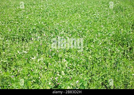 Schöne frische Gartenerbsen und Erbsen wachsen auf dem Feld, an einem sonnigen Tag Stockfoto