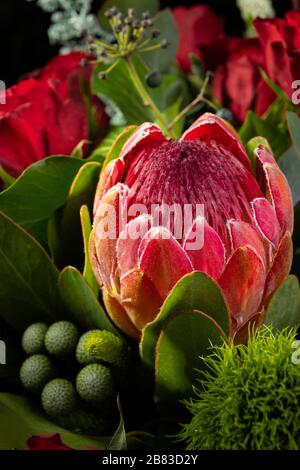 Schöner Bukett mit riesigem protea, vertikales Foto. Nützlich für Grußkarten, soziale Medien und Druckdesign Stockfoto