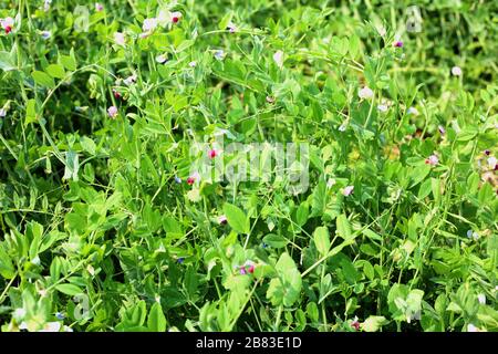 Focus Green Pea Field Farm in Bright Day Stockfoto