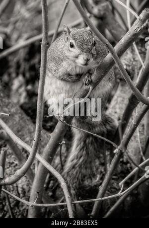 Schwarz-Weiß-Nahaufnahme eines Grauhörnchens, das die Kamera betrachtet Stockfoto