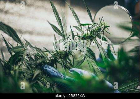 Wissenschaftler überprüfen Hanfpflanzen in einem Unkrautgewächshaus. Konzept der pflanzlichen Alternativmedizin, cbd-Öl, Pharmazeutische Industrie Stockfoto