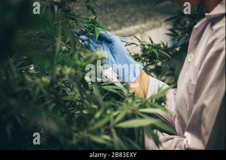 Wissenschaftler überprüfen Hanfpflanzen in einem Unkrautgewächshaus. Konzept der pflanzlichen Alternativmedizin, cbd-Öl, Pharmazeutische Industrie Stockfoto
