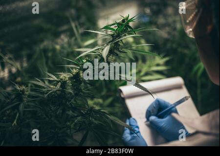 Wissenschaftler überprüfen Hanfpflanzen in einem Unkrautgewächshaus. Konzept der pflanzlichen Alternativmedizin, cbd-Öl, Pharmazeutische Industrie Stockfoto